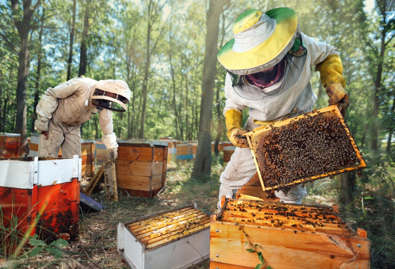 beekeepers-inspect-the-hives-in-the-forest-apiary-.jpg